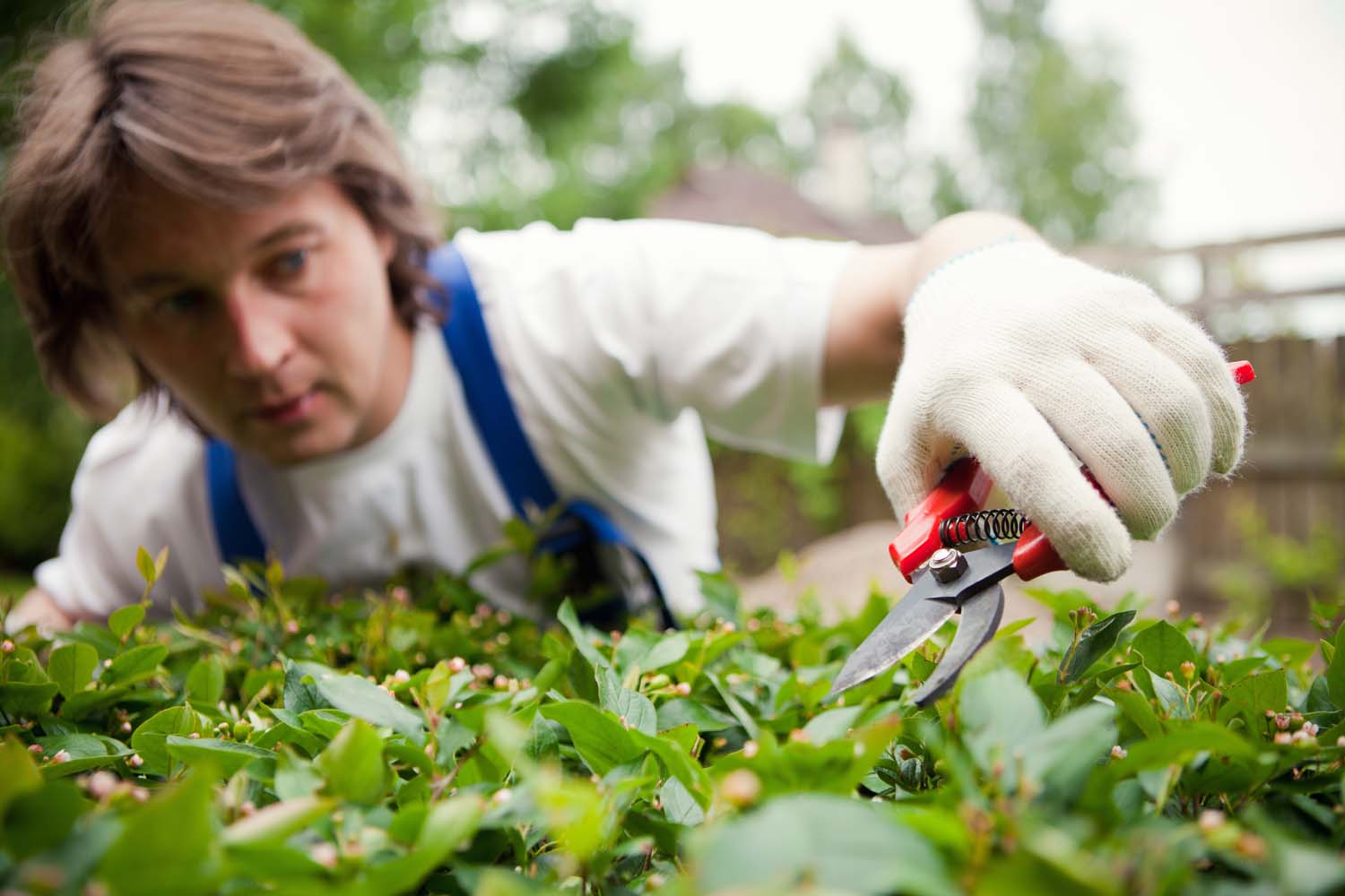 Christchurch Specialist Pruning & Trimming